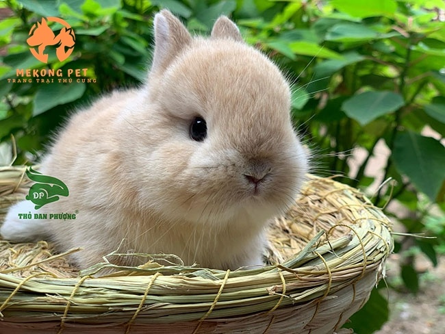 Tìm Hiểu Về Thỏ Lùn Hà Lan Netherland Dwarf